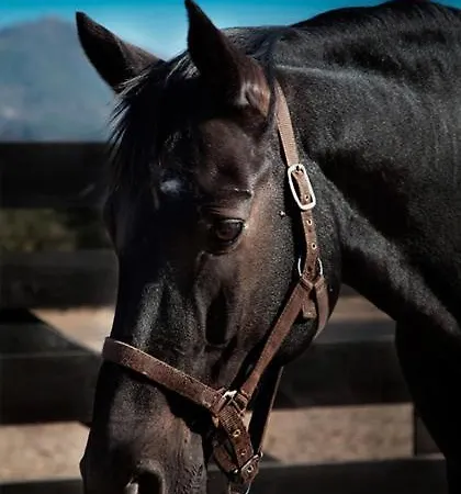 Lantero Horse & * San Roman (Alava)
