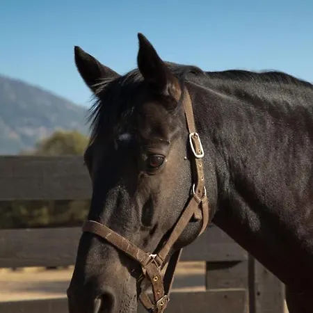 Lodge Lantero Horse &