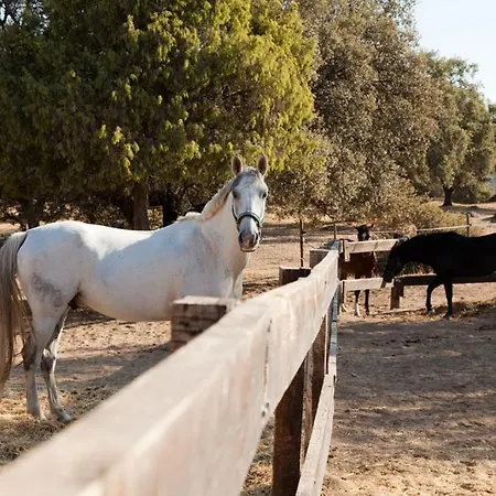 Lantero Horse & 山林小屋 San Román
