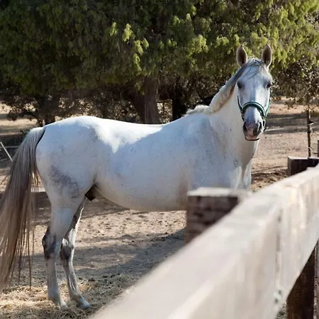 Lantero Horse &